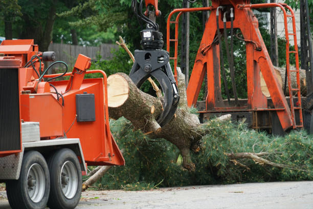 Best Tree Trimming and Pruning  in Thornton, CO