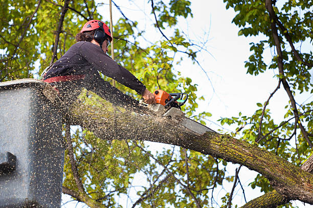 Best Weed Control  in Thornton, CO