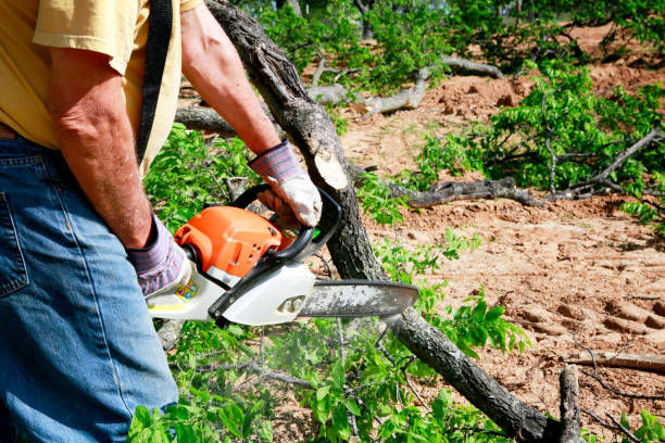 Best Hedge Trimming  in Thornton, CO